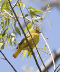 Yellow Warbler 2481
